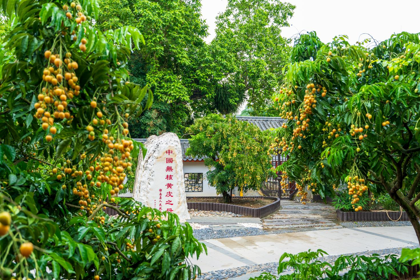 百年黄皮老树