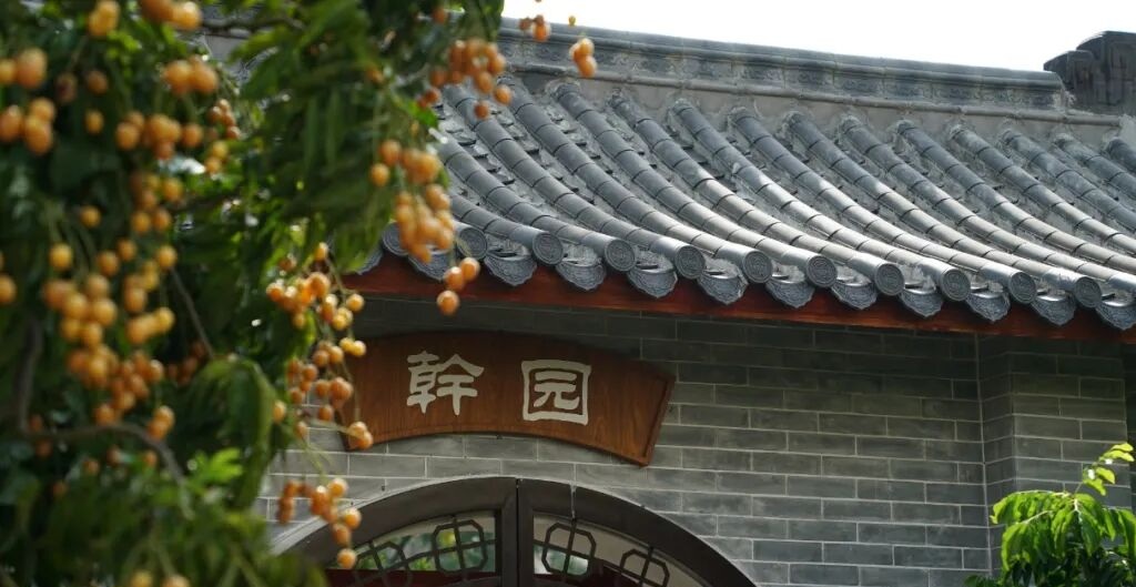 郁南无核黄皮起源老树