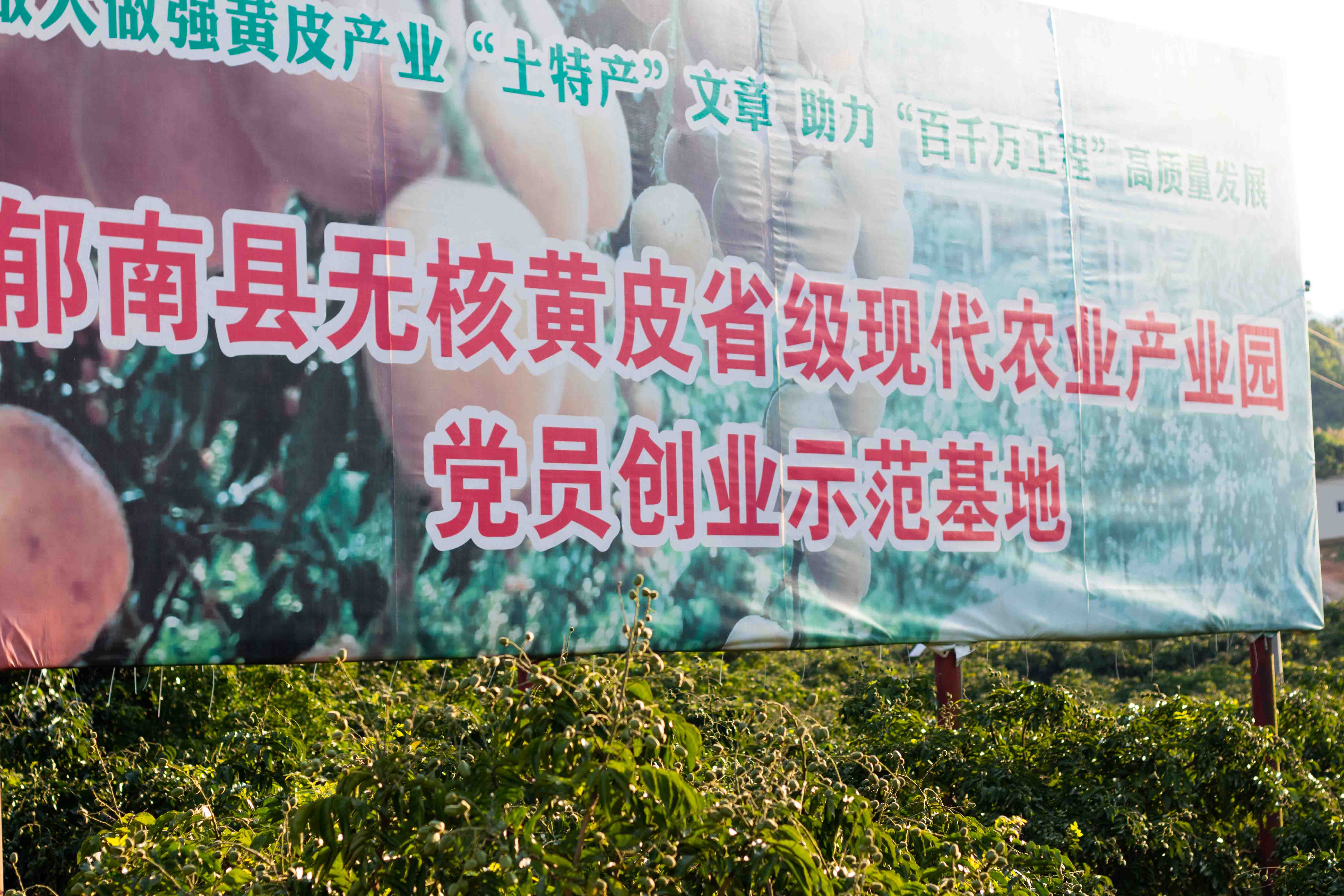 龙头企业矩阵